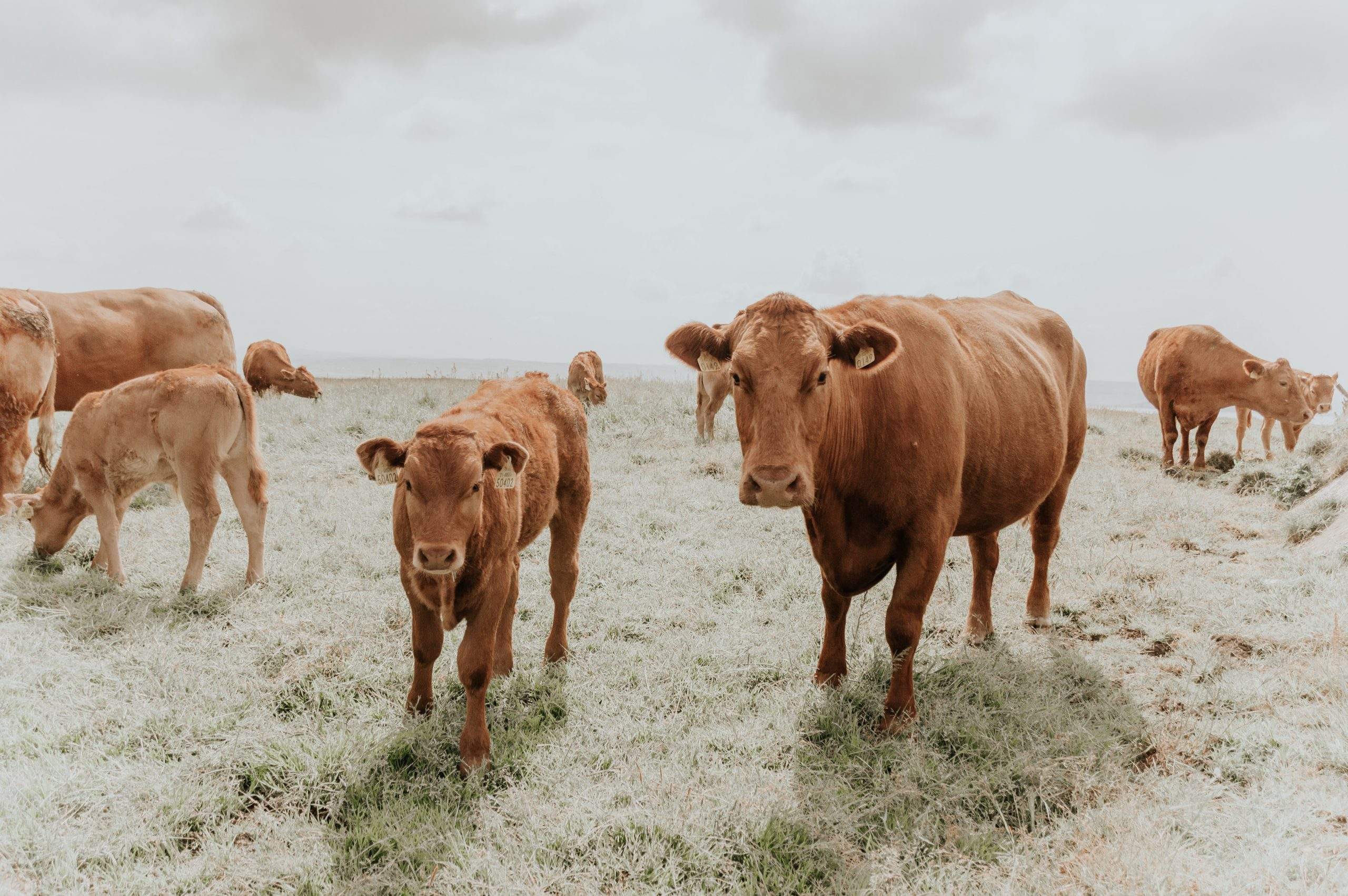 Cattle Farmers Commit to Reducing their Emission
