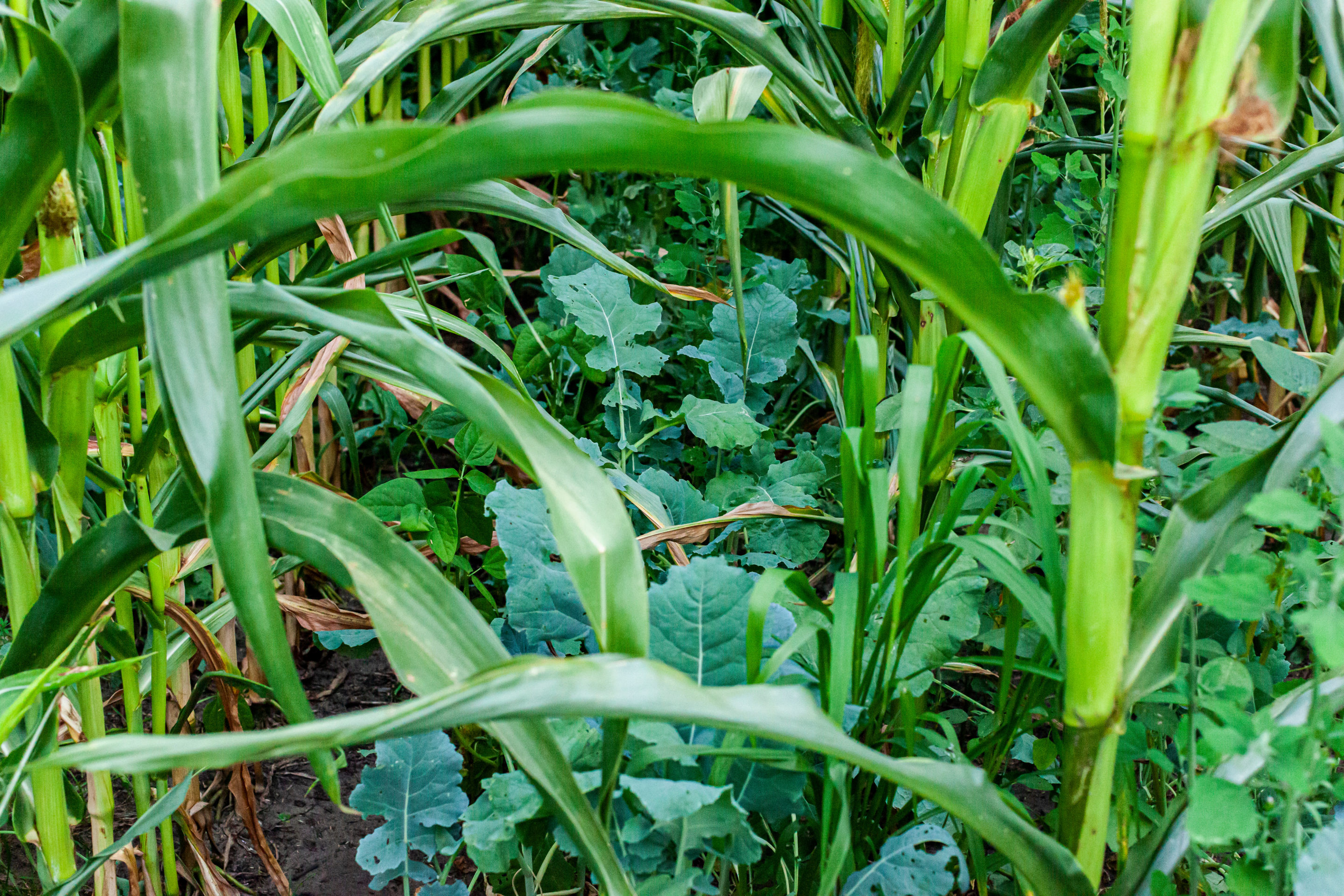 Cover crops inter-seeded between rows of field corn in regenerat